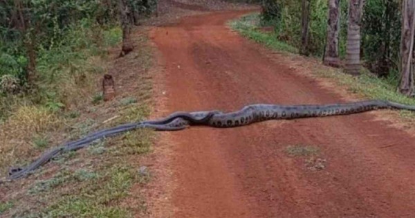 Video viral muestra a gigantesca anaconda que es seguida por grupo de serpientes