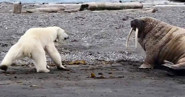 Video viral: Desesperada por conseguir alimento, una madre osa polar considera probar una morsa