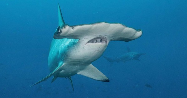El misterioso caso de un tiburón martillo que viajó 4,000 kilómetros y no se sabe dónde está