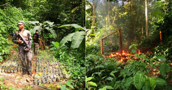 Destruyen 7,500 plantas de hoja de coca en operación antidrogas en Colón