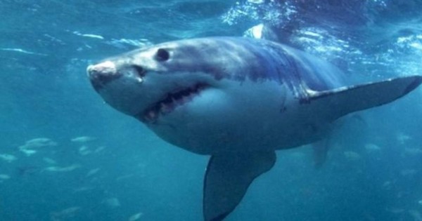 Increíble: Confirman existencia de tiburón que brilla en la oscuridad