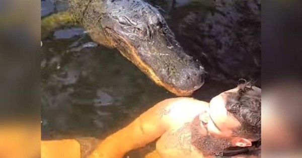 Viral: Hombre nadó junto a un enorme cocodrilo y casi no vive para contarlo