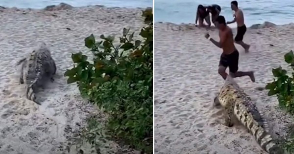 TikTok viral: gigantesco cocodrilo espanta a turistas en una playa