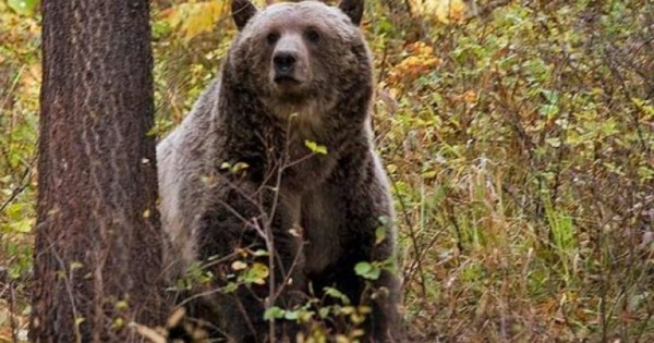 Rescatan a un hombre que resistió durante una semana el acoso de un oso en Alaska