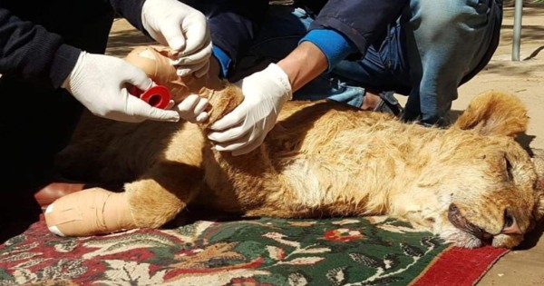 VIDEO: Zoológico le corta las garras a una leona para que visitantes jueguen con ella