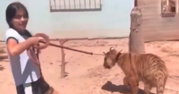 Video viral: niña pasea tigre por las calles de Guasave y causa asombro