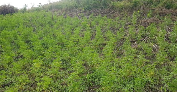 Hallan sembradío con más de 15,000 plantas de marihuana en Colón