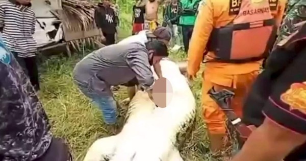Video Viral: Matan a un cocodrilo para sacar al niño que se tragó en Indonesia