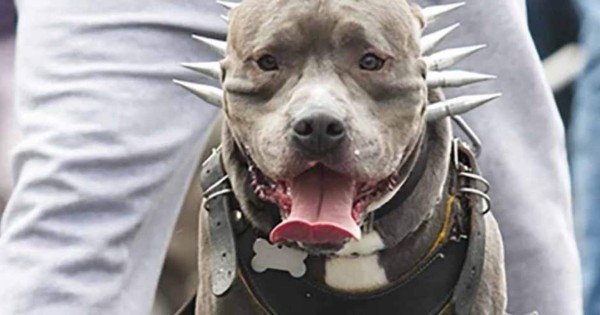 Perros pitbull matan a su dueña cuando les daba de comer