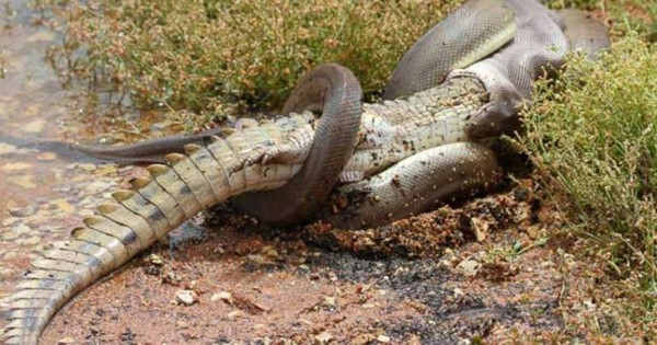 Video viral: Enorme serpiente pitón se come a un cocodrilo