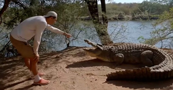 Video viral: ¿Qué pasaría si te tragara un cocodrilo?