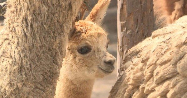 Una alpaca andina bebé, sensación del zoológico de Lima donde nació