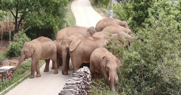 Un elefante se separa de la manada que recorre China