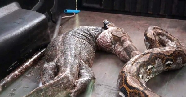 Video viral: Una serpiente pitón vomita a un lagarto gigante