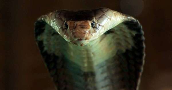 Viral: Revelan imagen de una cobra de dos cabezas en la India