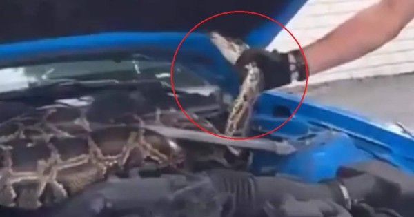Video viral: hombre encuentra una enorme pitón en el motor de su auto