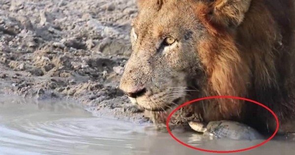 Video viral: una tortuga 'ahuyenta' a enorme y feroz león