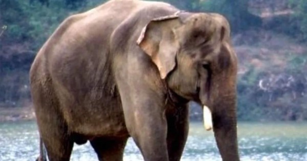 Indignante: Hallan en Indonesia a un elefante de Sumatra decapitado