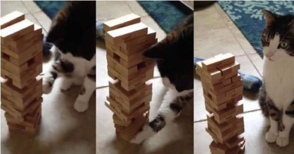 Video viral de gato jugando 'Jenga'