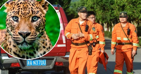 Pánico en China por huida de leopardos de un parque