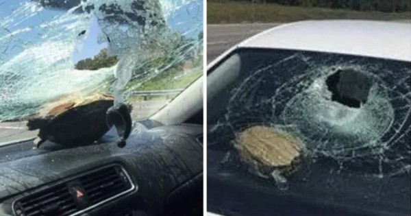 Viral: Tortuga impacta el parabrisas de un auto en Florida y hiere a una mujer