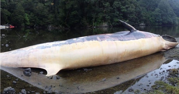 Más de 330 ballenas muertas en Patagonia chilena