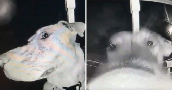Video viral: una perra escapa de su casa por siete horas y al regresar toca el timbre