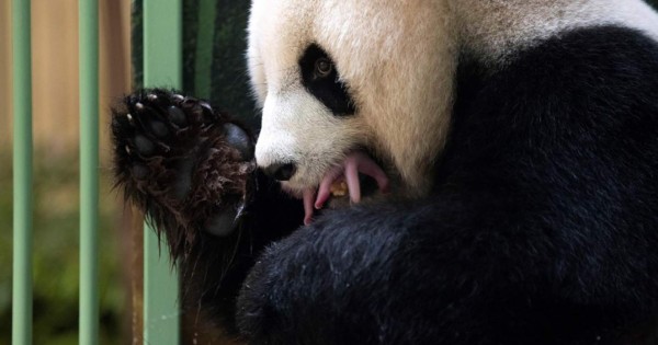 Nacen dos crías de pandas gigantes en un zoo francés