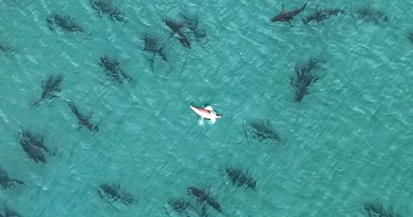 Video viral: Descubren una manada de tiburones en playa de Florida