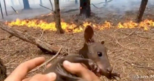 Video Viral: bombero rescata a un bebé canguro durante incendios en Australia
