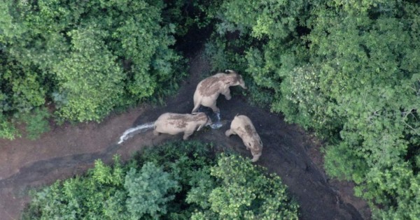 China usa drones y bananos para conducir a elefantes de vuelta a casa