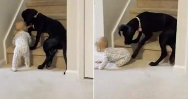Video viral: un perro cuida a un bebé y le impide subir escaleras