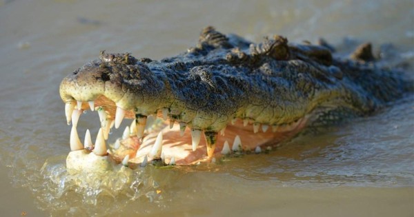 Foto viral: Cocodrilo caníbal de casi 4 metros devora a un macho más joven
