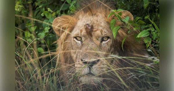 Hallan los cadáveres de seis leones en un parque nacional de Uganda