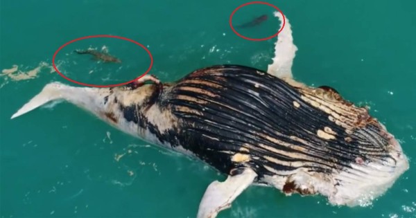 Video viral: Hambrientos tiburones y un cocodrilo devoran a una ballena