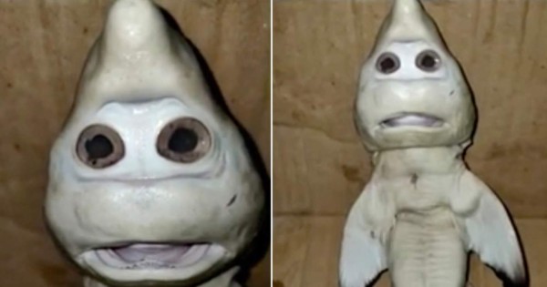 Video viral: pescan a un tiburón con ‘rostro humano’