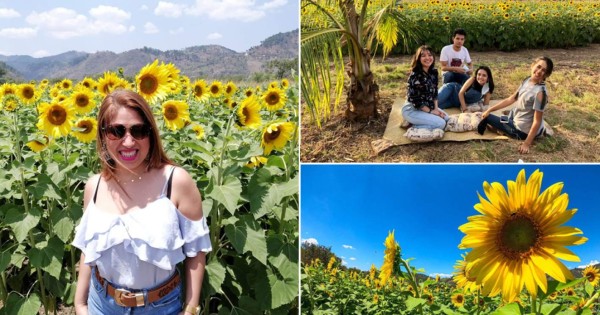 Paseo de los Girasoles, el nuevo espectáculo turístico de Copán Ruinas