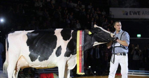 'Lady Gaga': la vaca más bonita de Alemania &nbsp;&nbsp;