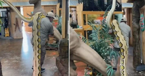 Video TikTok: Hombre pasea en sus hombros una gigantesca anaconda