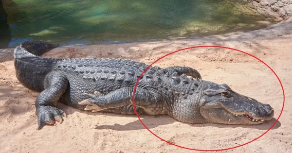 Video viral impactante: Reportero ahuyenta a un cocodrilo de casi cinco metros con un palo
