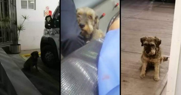Historia viral: Paramédicos suben a ambulancia a perrito que corría para ver a su dueño