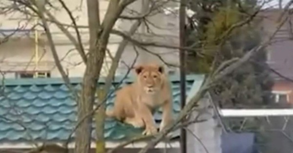 Video viral: graban a una leona descansando sobre un tejado en Rusia