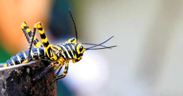 Turismo rural en el occidente de Honduras