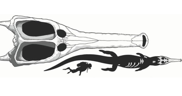 Descubren cocodrilo marino del tamaño de un 'monstruo'