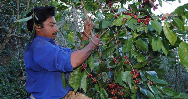 Caen envíos de café hondureño en 14%