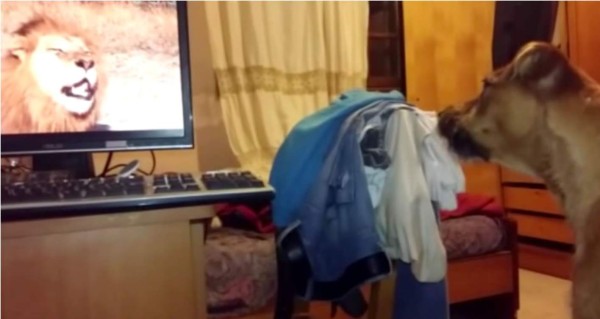 Rugido de león en TV hace que perro se enloquezca