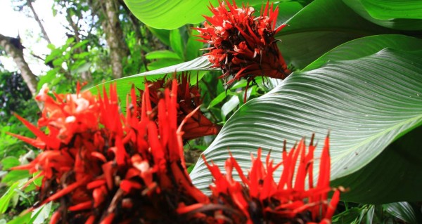 Orquideario, atracción en montañas de Las Vegas, Santa Bárbara