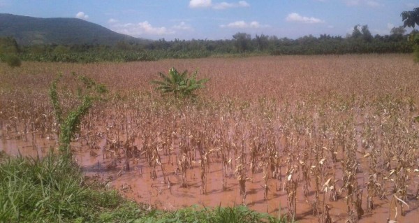 Tormentas dejan pérdidas en las zonas bajas del Valle de Sula