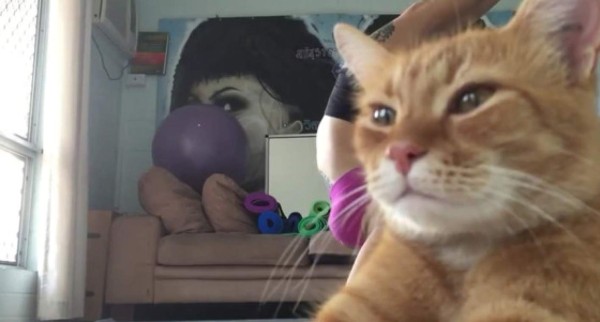 Gato entrometido arruina video de su dueña