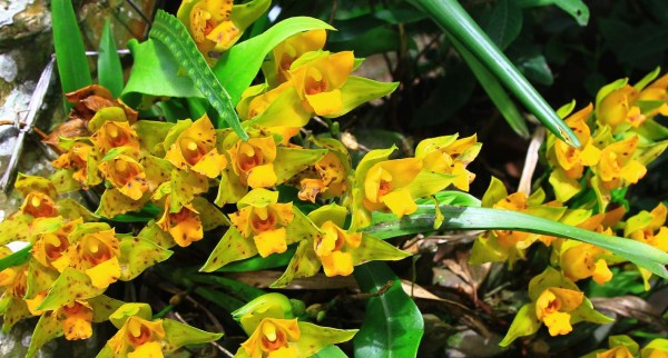 Orquideario, atracción en montañas de Las Vegas, Santa Bárbara